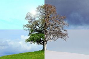 Ein Baum, zusammengesetzt aus vier verschiedenen Bildern, die zu den vier verschiedenen Jahreszeiten gemacht wurden, symbolisiert die verschiedenen Phasen, die auch wir hier auf Erden durchleben.