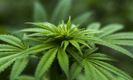 Cannabis und Cannabinoide als Arzneimittel – Stimmen von Heiligen der Letzten Tage