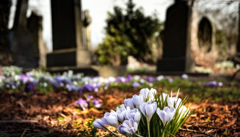 Dieser Artikel befasst sich mit der Frage, ob es ein Leben nach dem Tod gibt. Daher ist auf dem Foto ein Ausschnitt eines Friedhofs zu sehen (im Hintergrund Grabsteine, im Vordergrund Krokusse).