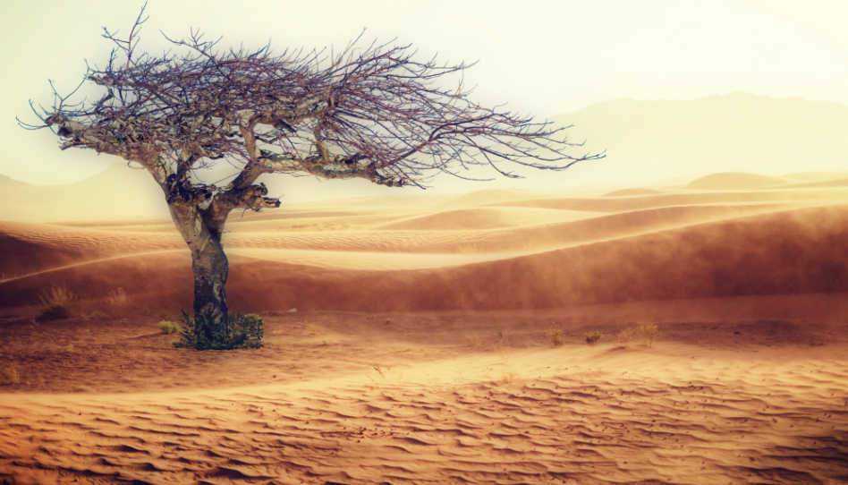 Zu sehen ist ein einzelner Baum inmitten einer Wüste.