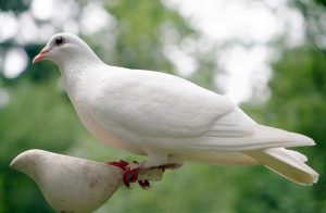 Wer ist der Heilige Geist?