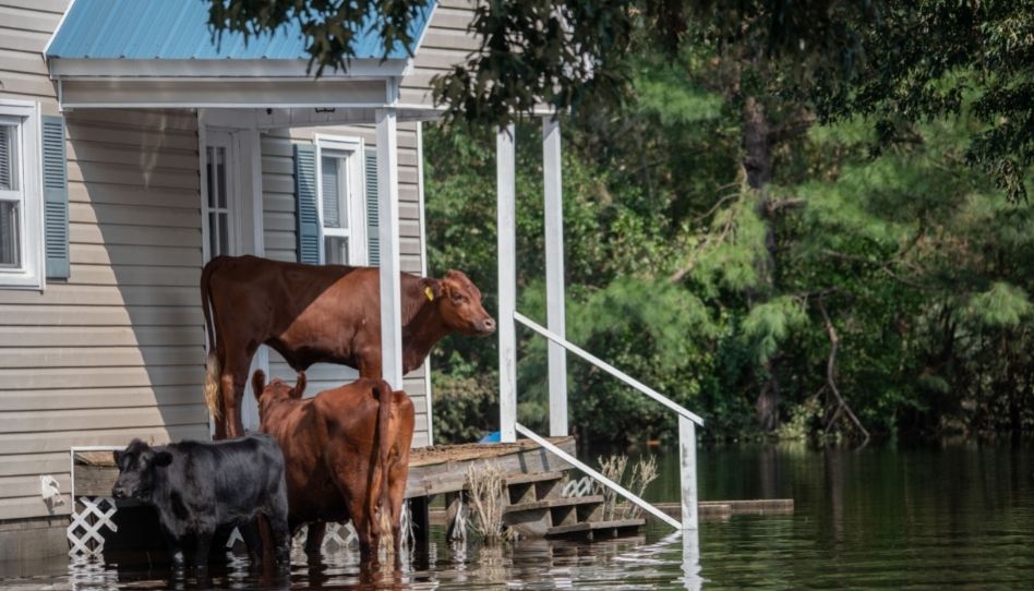 Drei Kühe stehen bei Hochwasser an einem Haus und suchen Schutz.