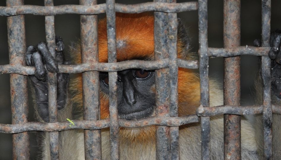 Zu sehen ist ein Affe hinter Gittern. Tierwohl ist auch in Bezug auf Zoos immer wieder ein Thema.